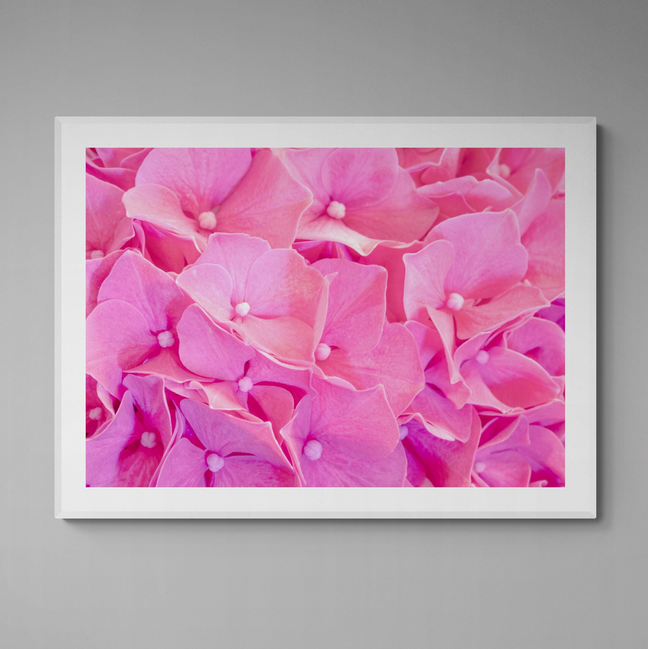 Pink_Hydrangea_Print_framed_on_the_wall by Kirsten Clark Art