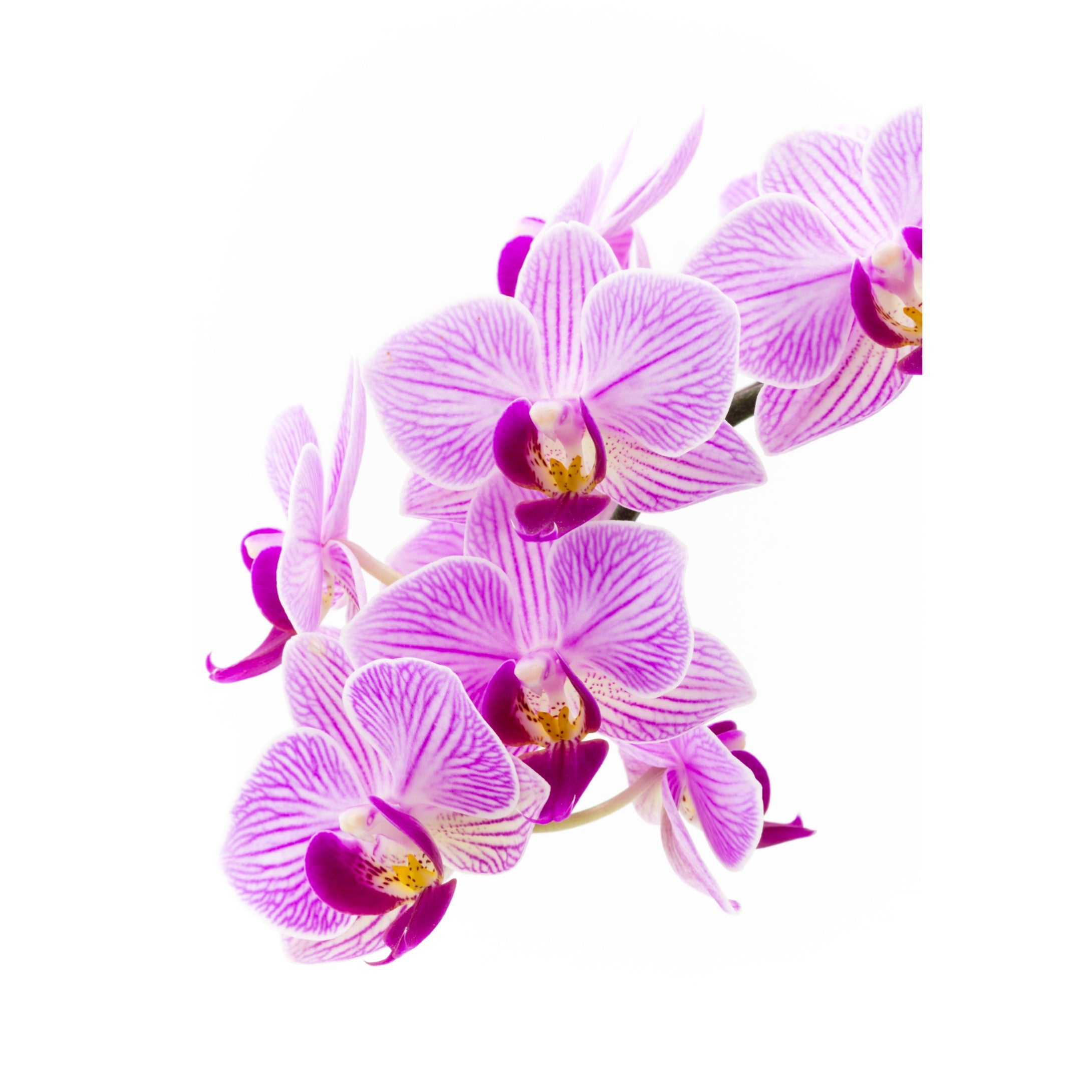 Pink Orchid canvas print by Kirsten Clark Art