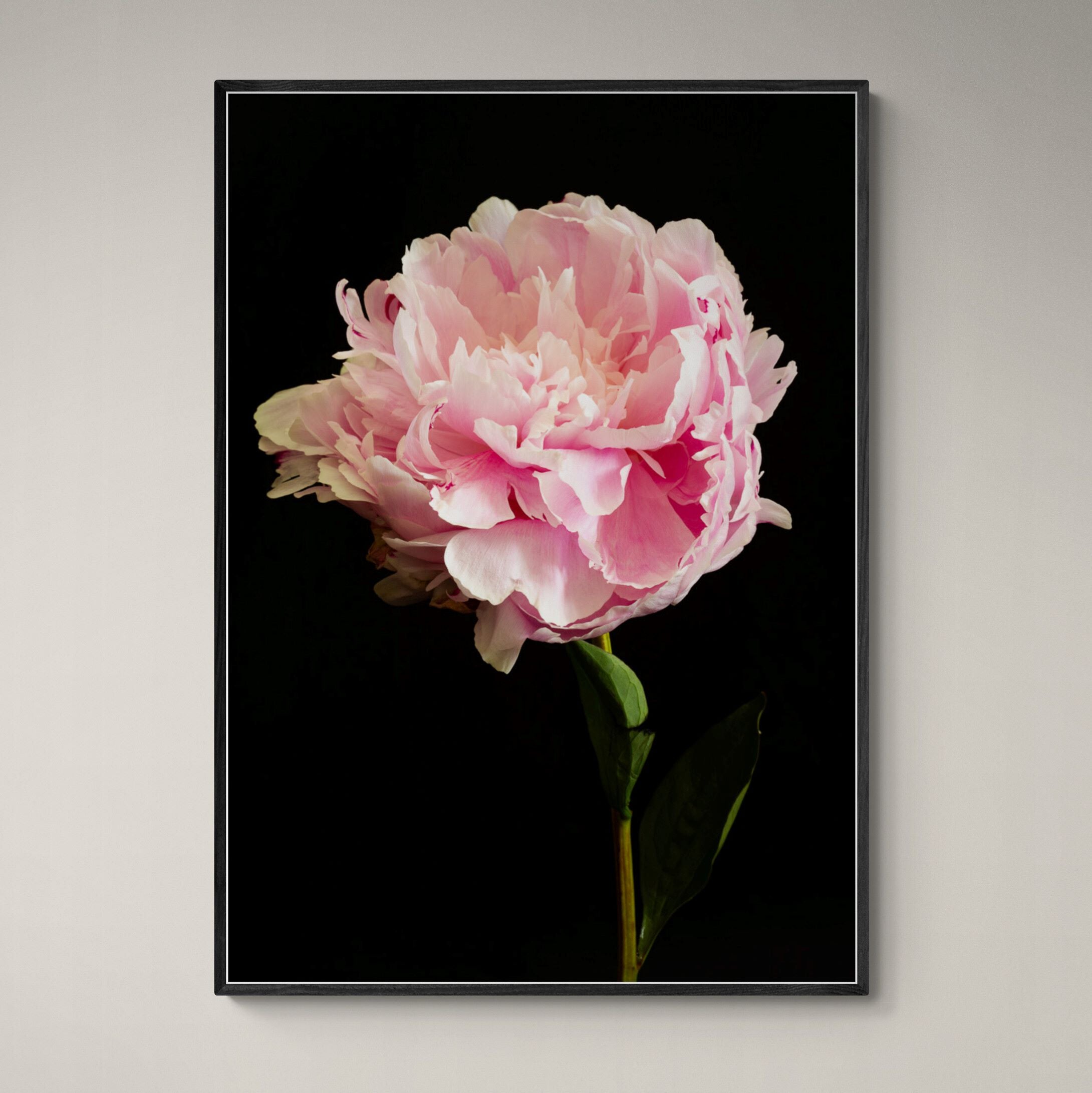 Pink Peony Canvas Print in black frame on wall by Kirsten Clark Art