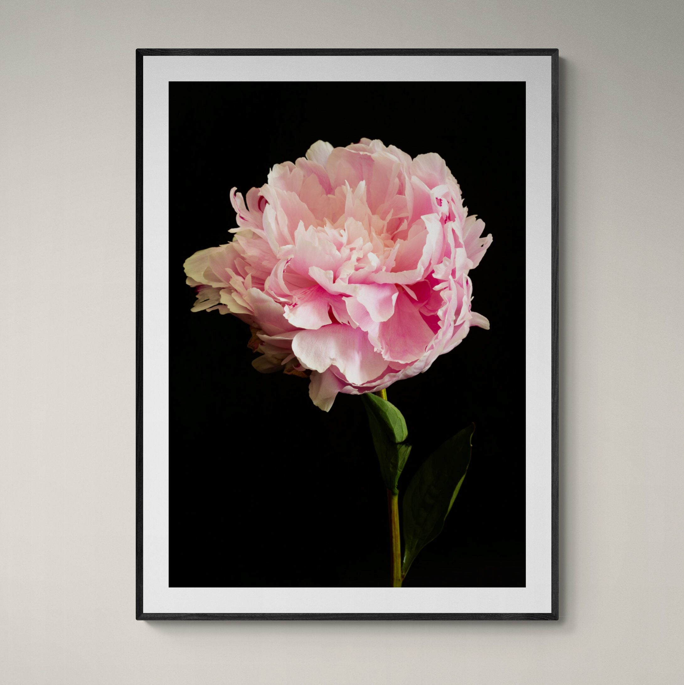 Pink Peony Print in black frame on wall by Kirsten Clark Art