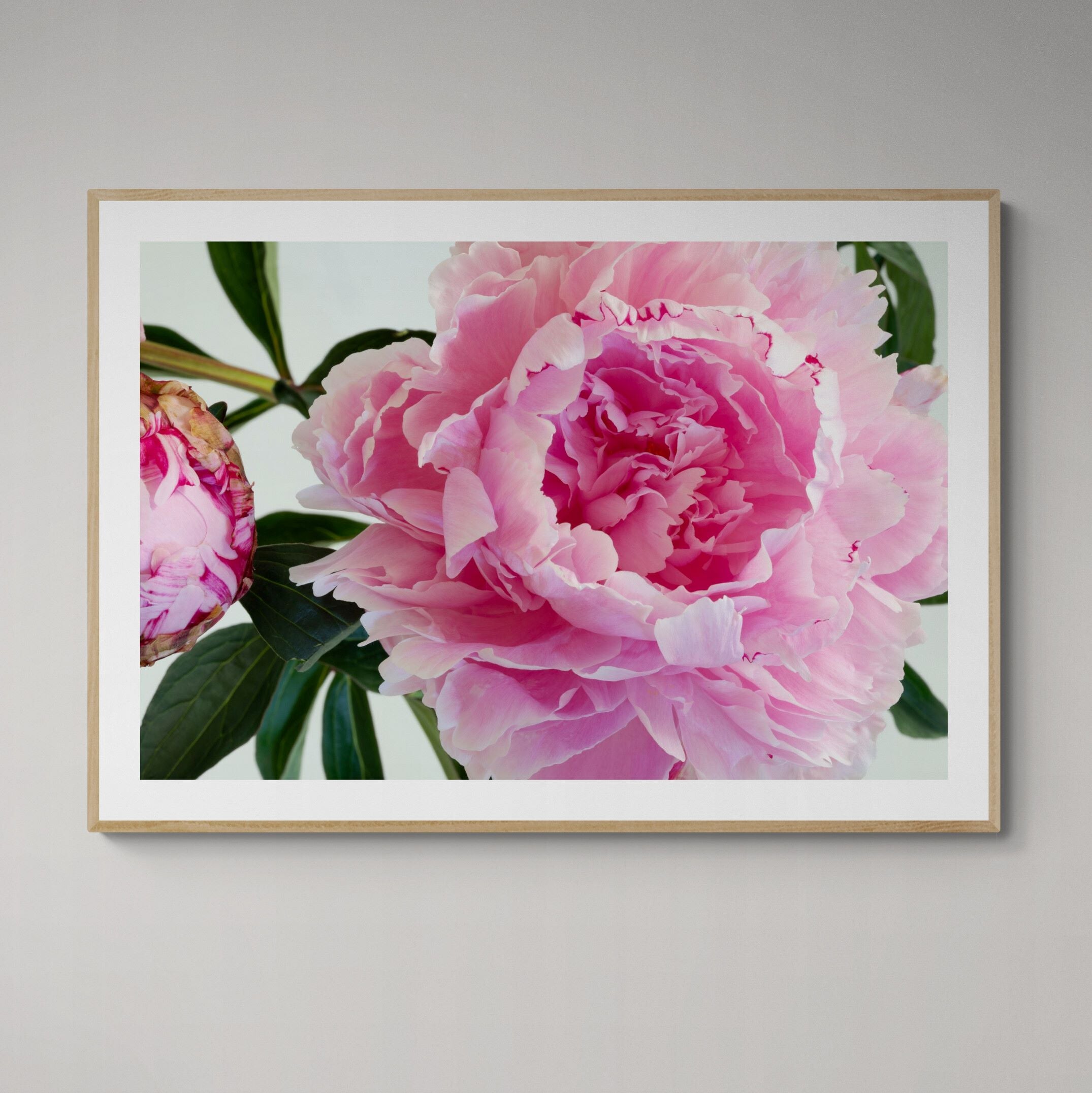 The Heart of Pink Peony | Open Edition Print