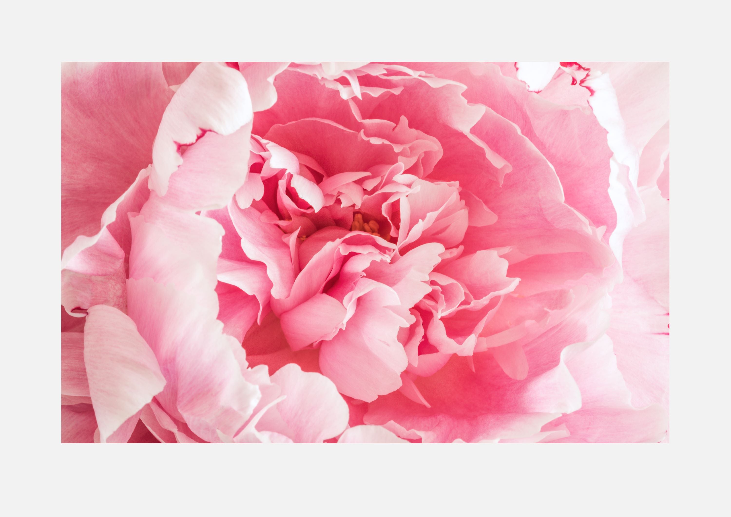 Pink Peony Print with border for A series frames for home decor