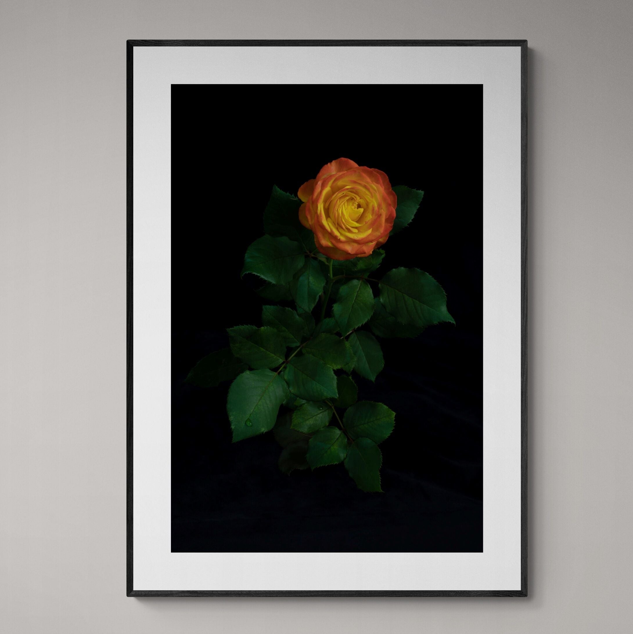 Portrait of a orange rose with black frame on wall by Kirsten Clark Art