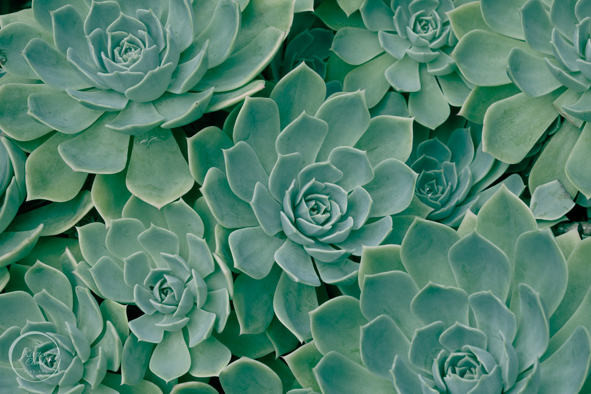 Close-up of green succulent plants print