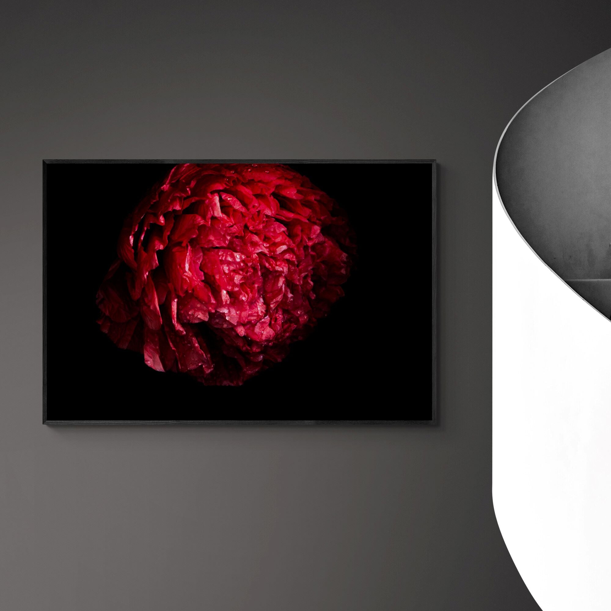 Red Poppy | Open Edition Print