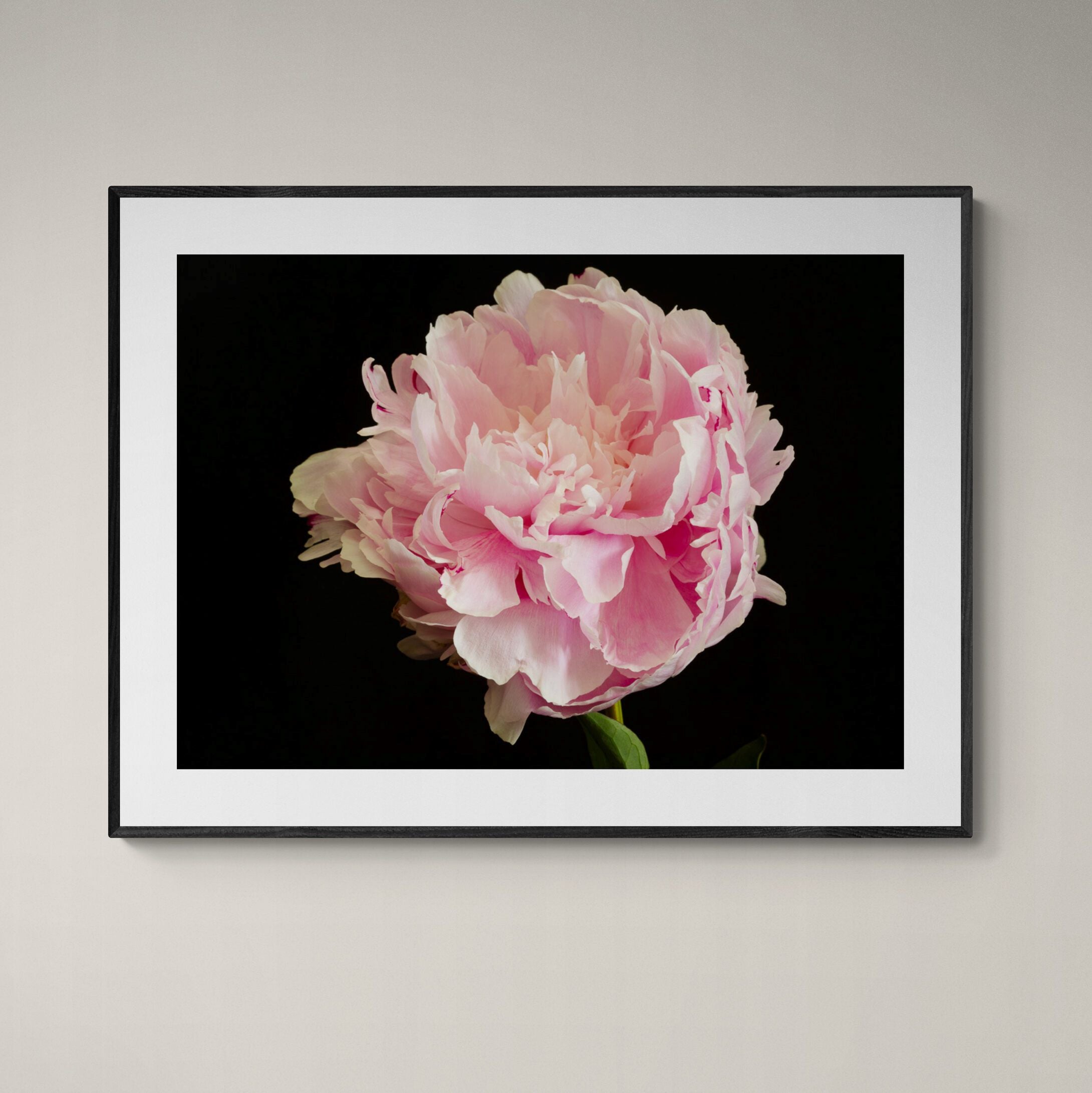 Sarah Bernhardt Pink Peony in black frame on wall by Kirsten Clark Art