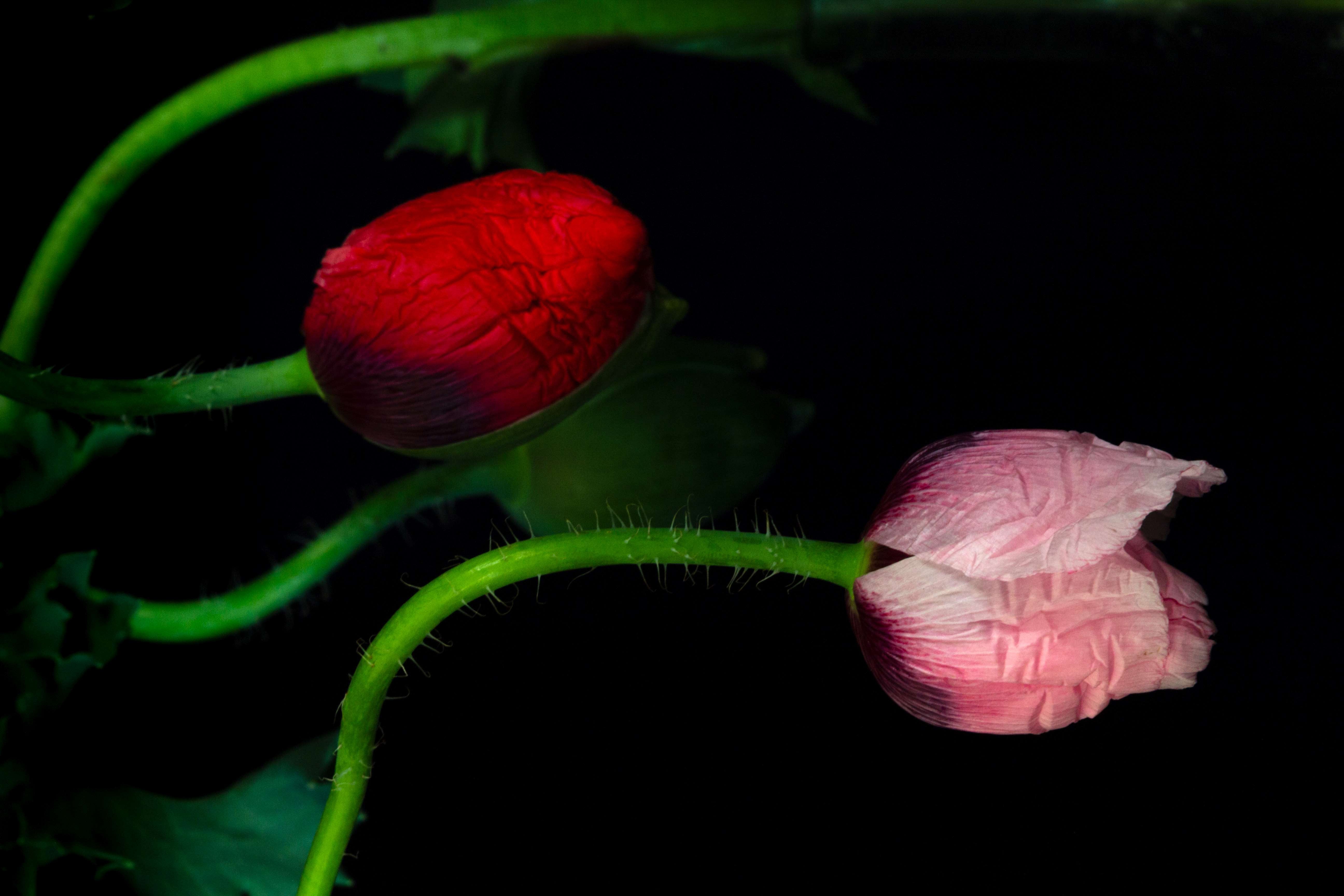 Serpentine Poppies | Open Edition Print