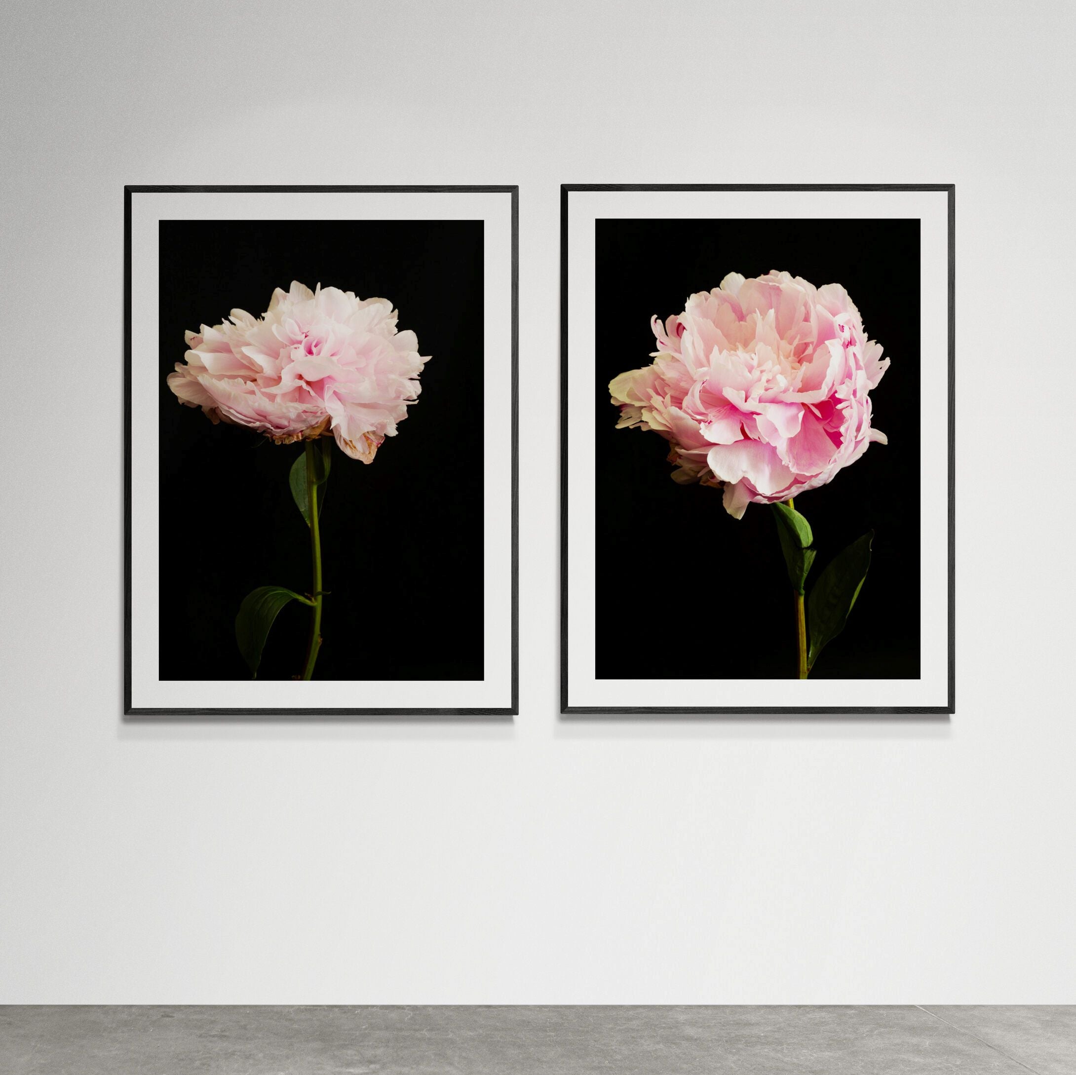 Set_of_Pink_Peony_Print_framed_on_gallery_wall by Kirsten Clark Art