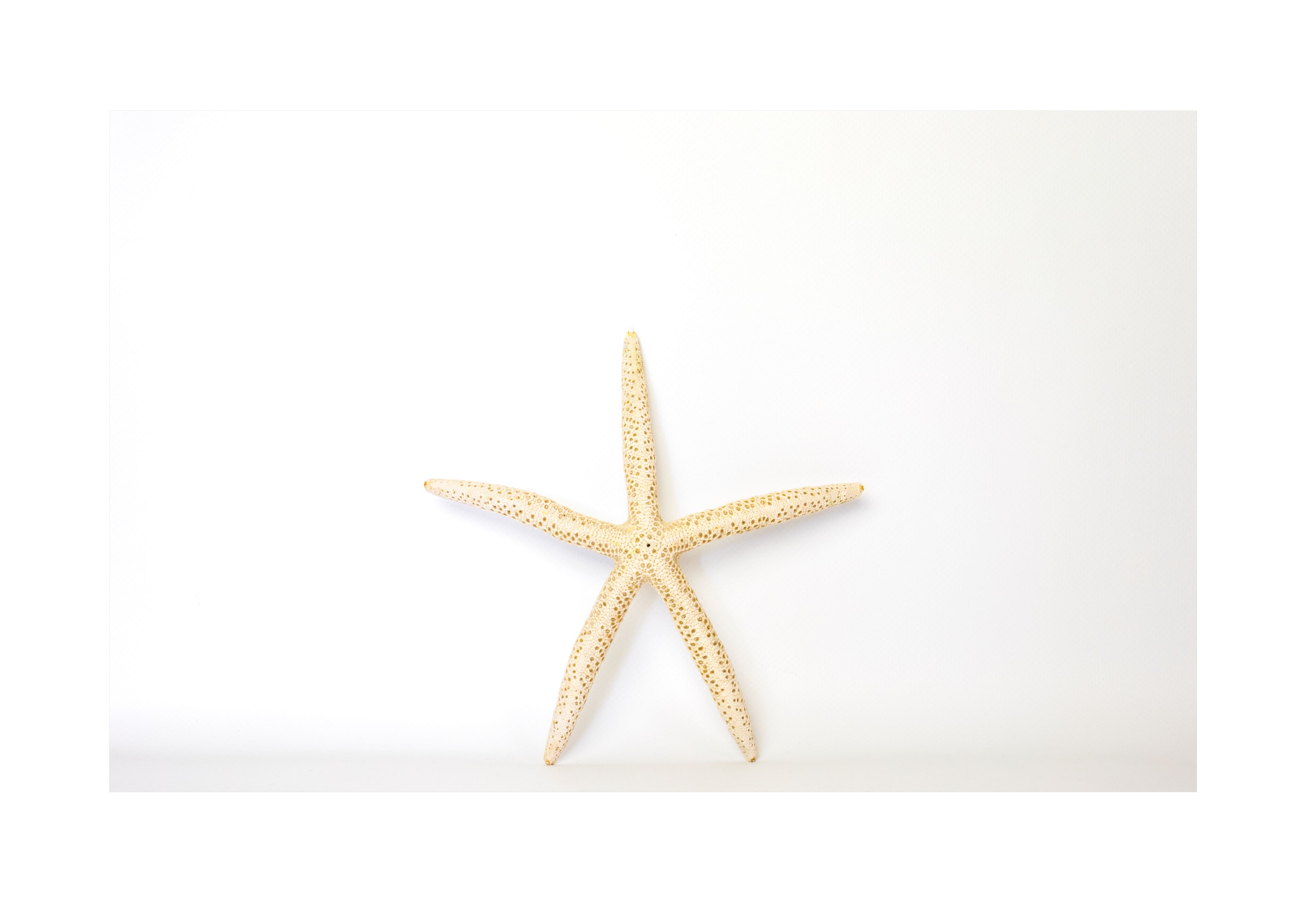 Starfish Poster Print
