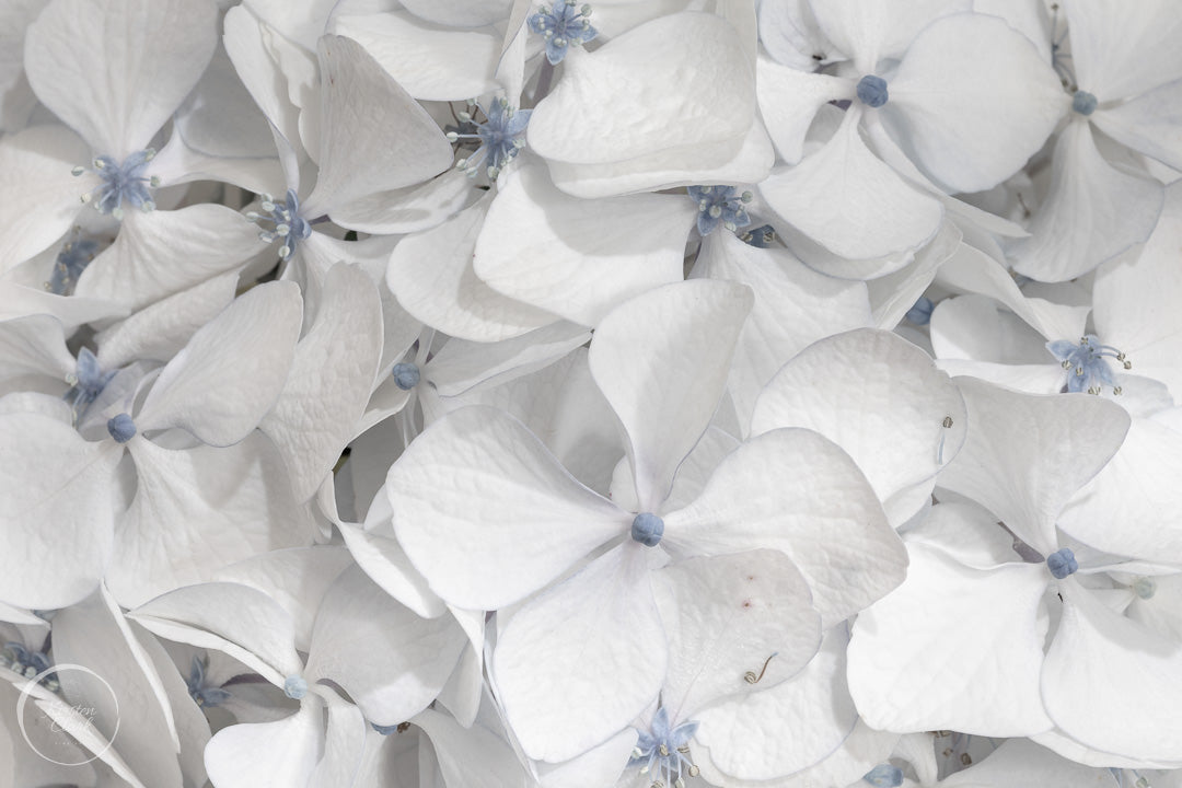 Hydrangea Cool Summer Whites Print by Kirsten Clark Art