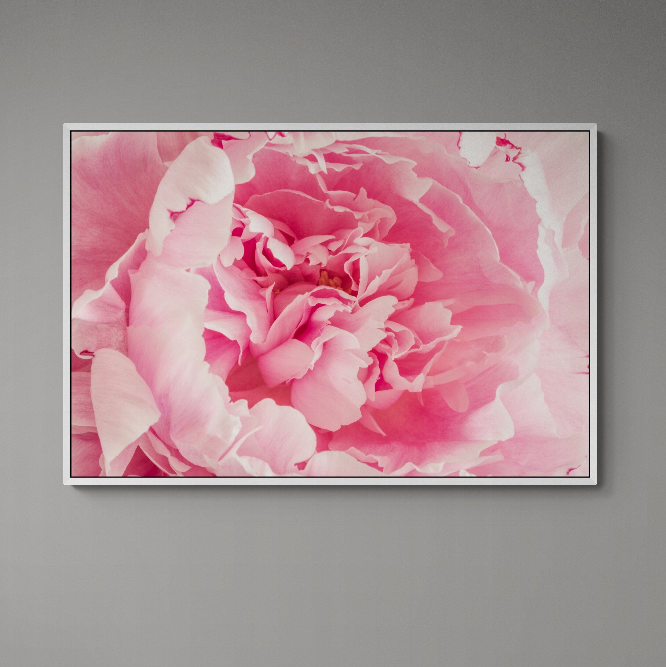 The Frill of Pink Peonies Canvas with white frame