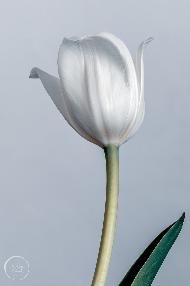 White Tulip Print #2
