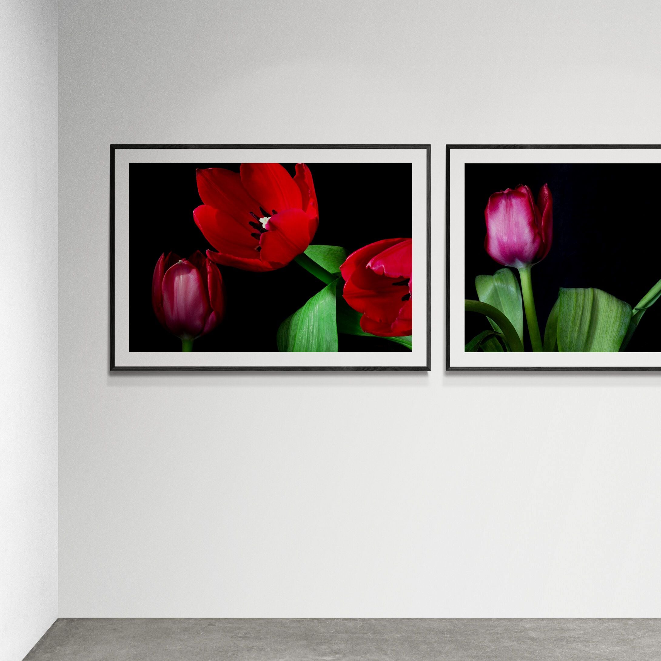 Tulip prints on gallery wall by Kirsten Clark Art