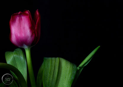 Magenta Tulip Into The Light - Open Edition Print
