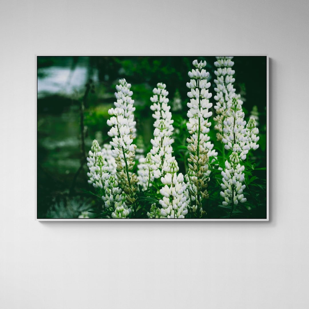 Wanaka Lupins fine art Canvas Print by Kirsten Clark New Zealand 