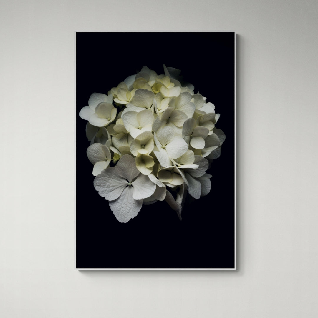 White Hydrangea Portrait | Canvas Print