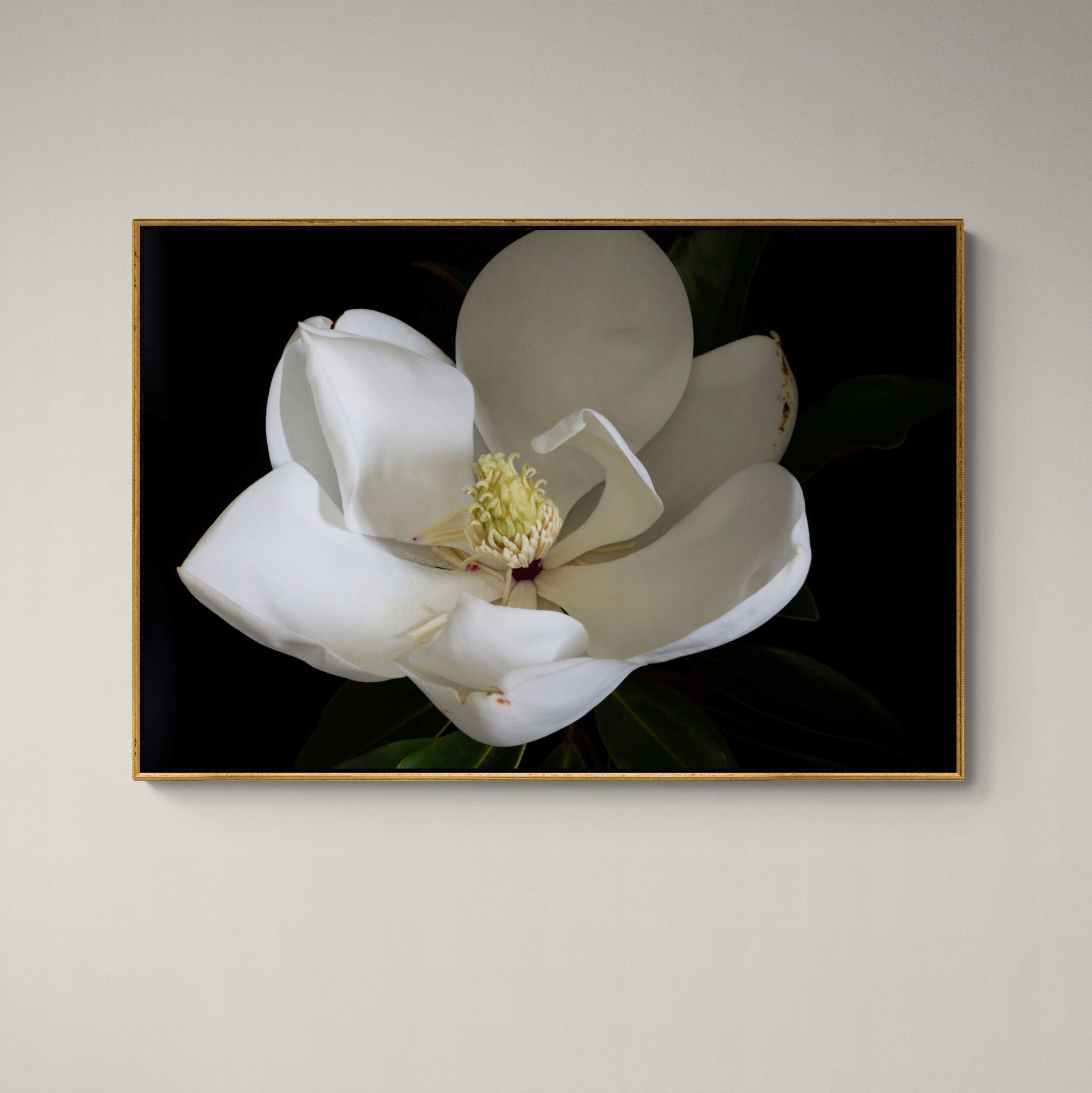 Magnolia III canvas print framed on the wall Kirsten Clark photogrpahy