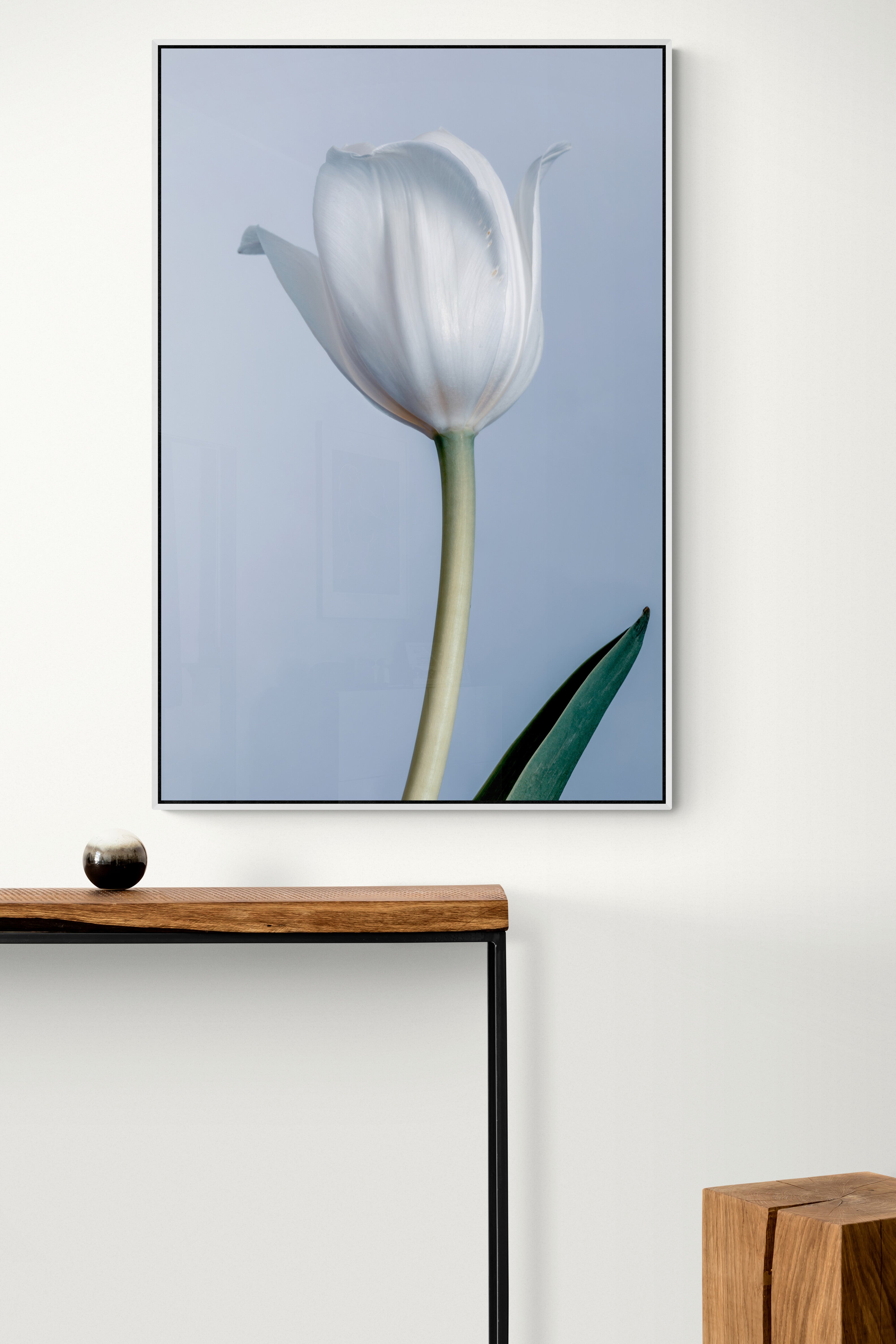 White Tulip Canvas Print