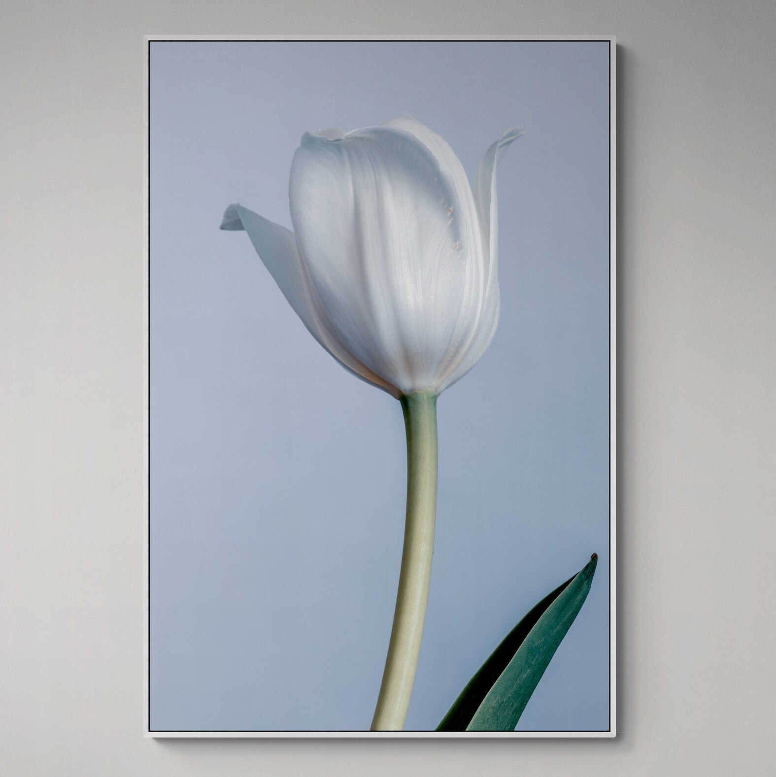 White Tulip | Canvas Print