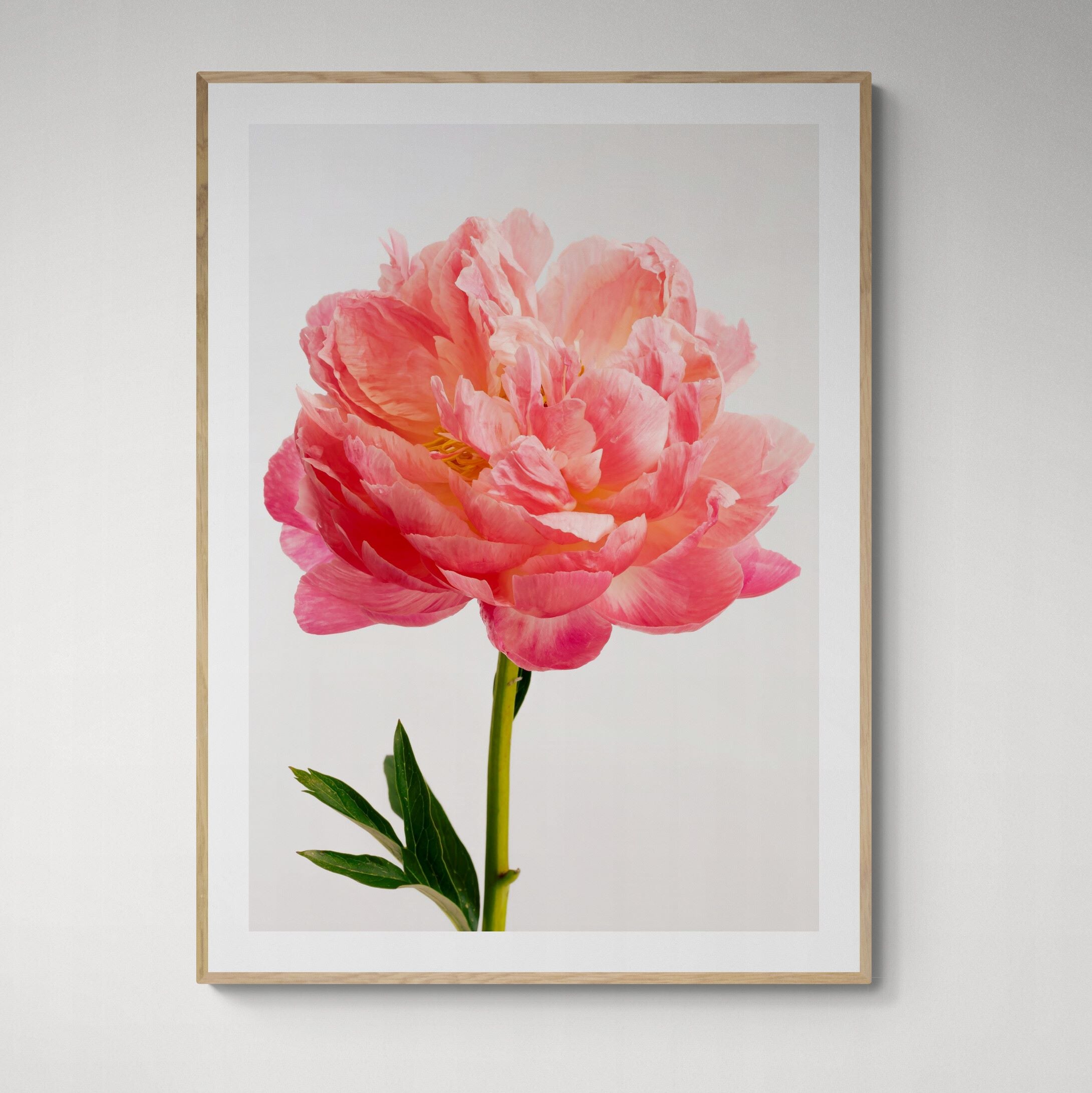 coral charm peony print framed on wall by Kirsten Clark Art