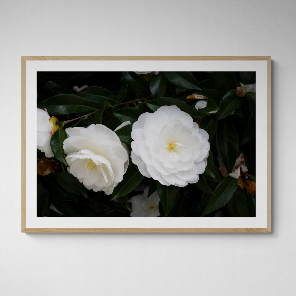 Early Pearly White Camellias | Open Edition Print