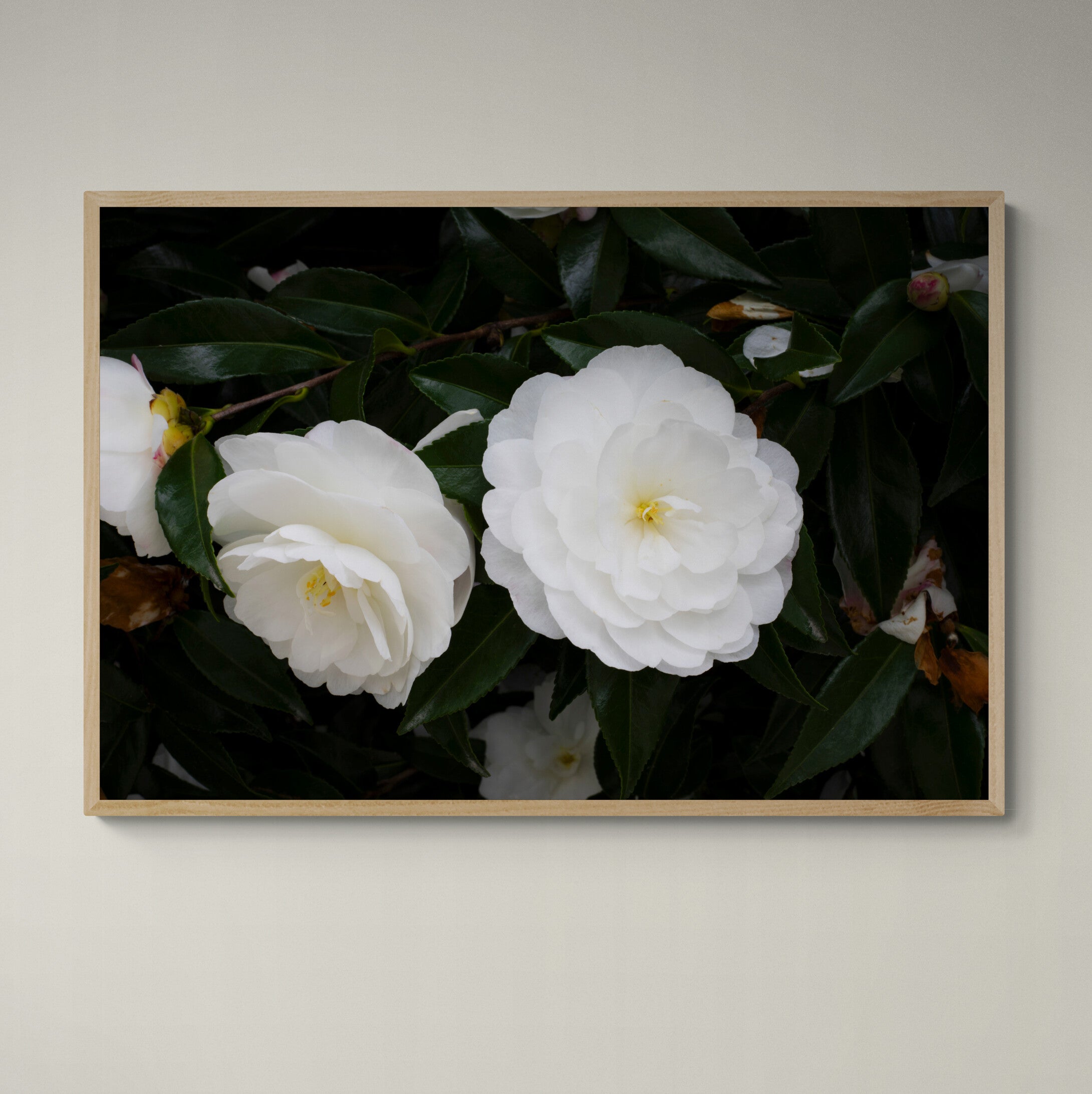 Early Pearly White Camellias | Canvas Print