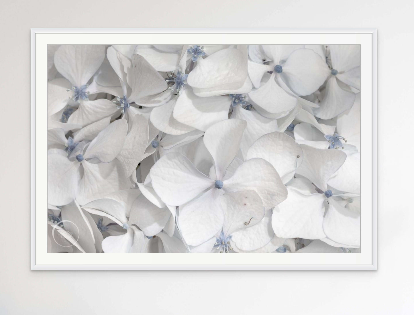 Hydrangea - Cool Summer Whites
