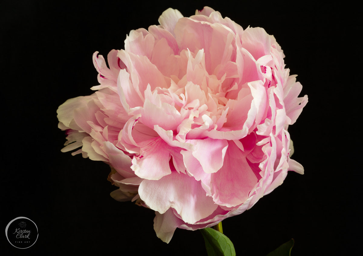 A close-up photograph of a pink Sarah Bernhardt peony in full bloom with ruffled petals against a black background.