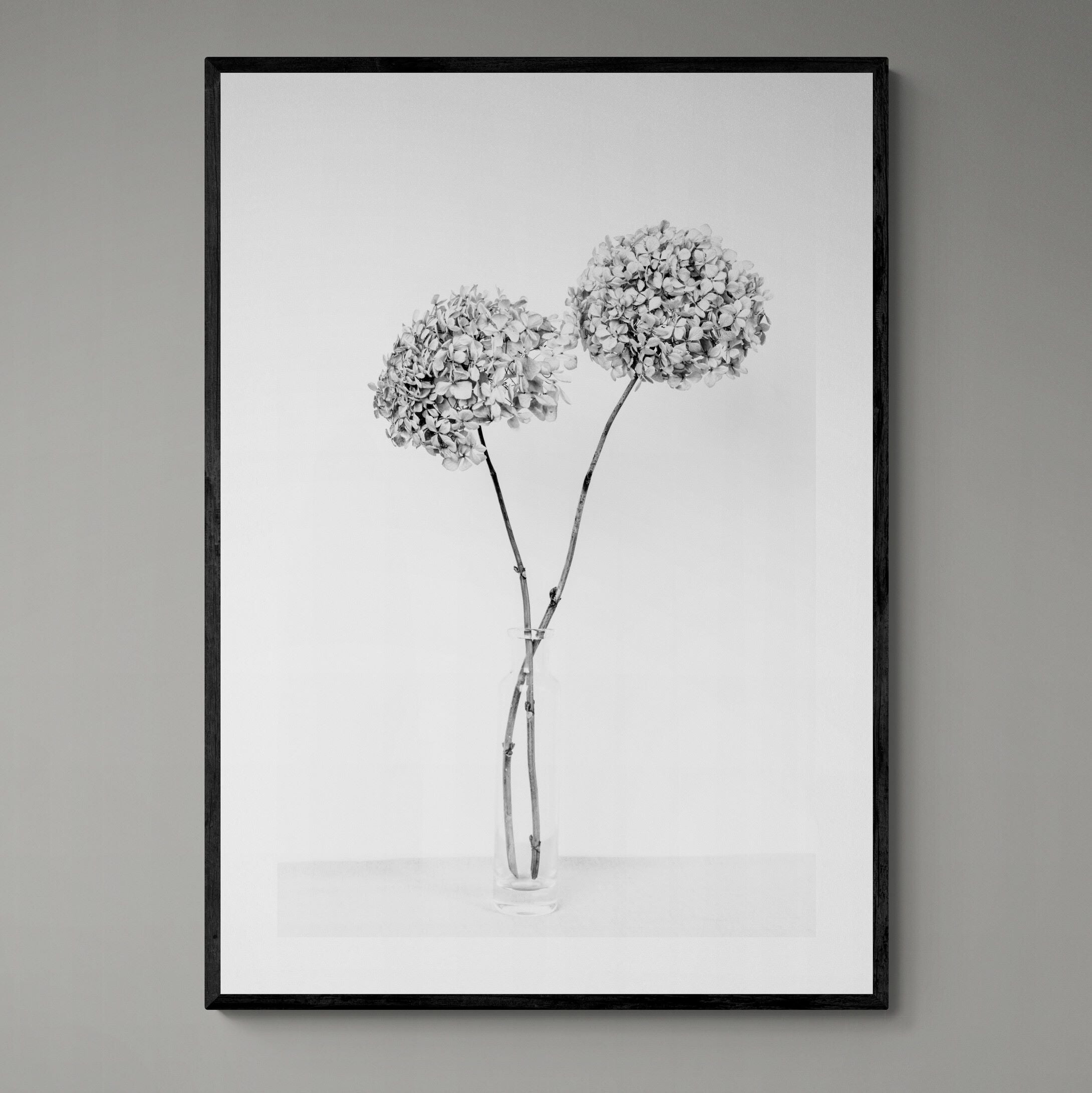 two dried hydrangeas in a vase black & white print framed on wall by Kirsten Clark Art