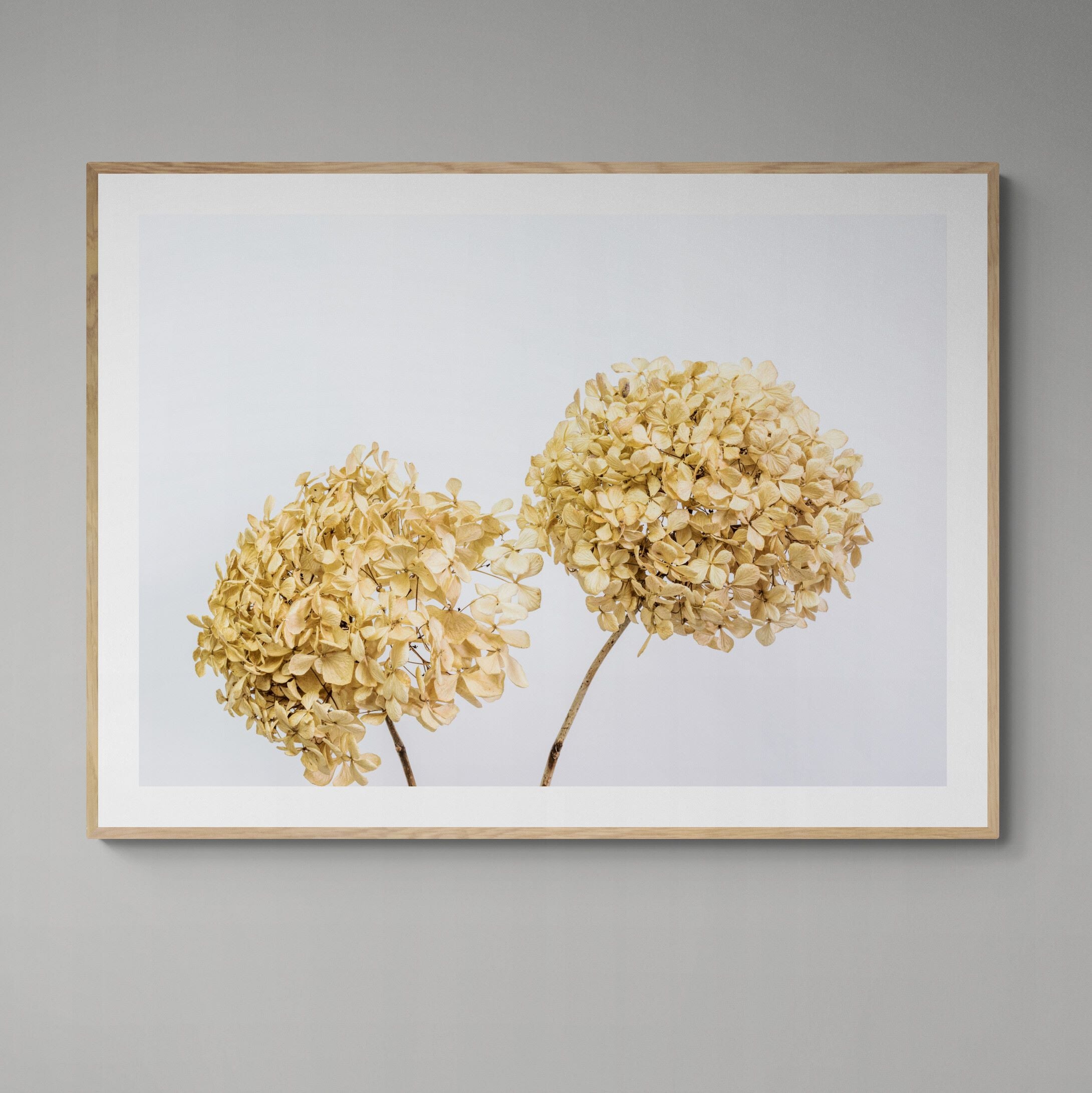 two dried hydrangeas print framed on wall by Kirsten Clark Art