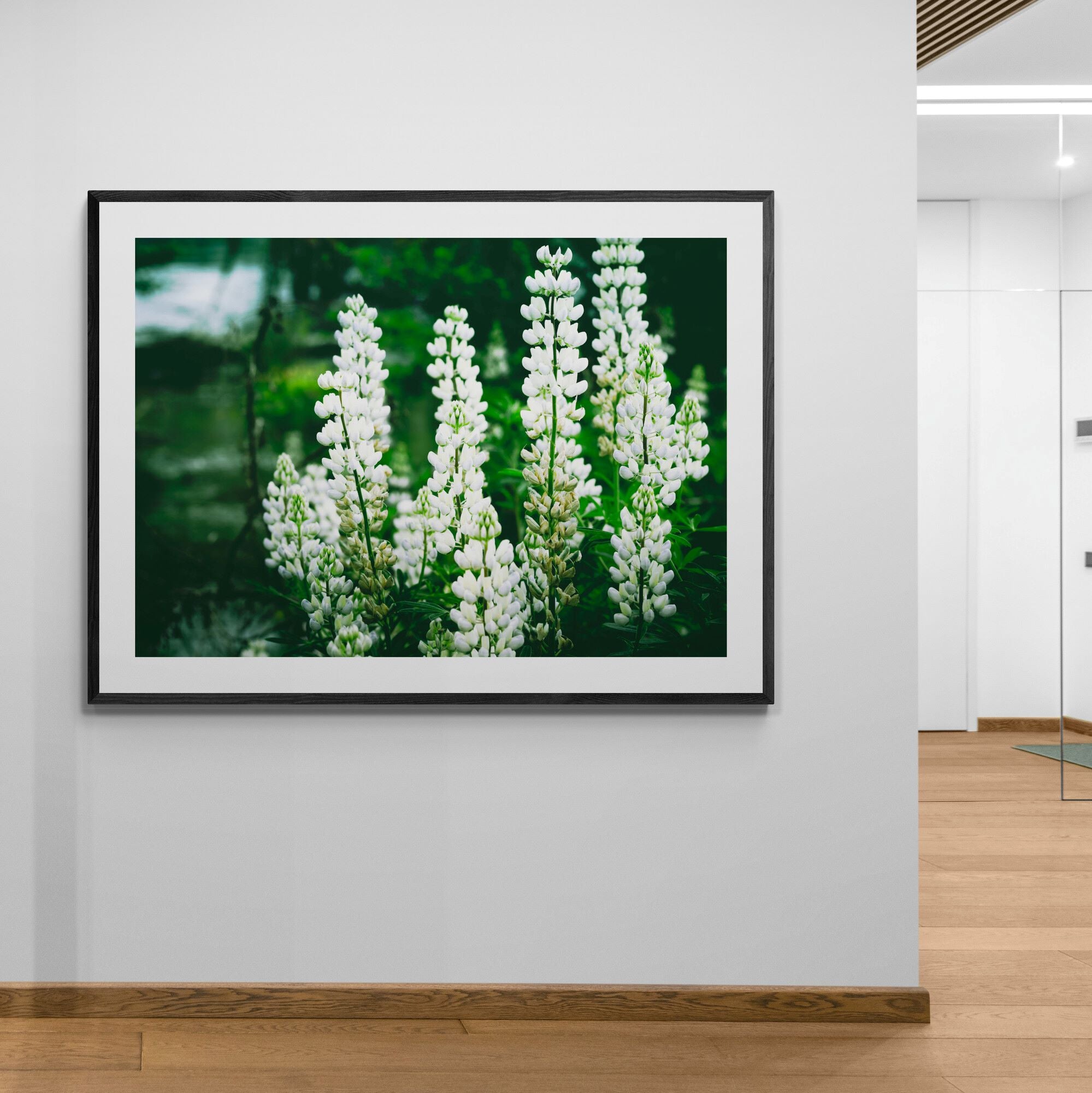 wanaka lupins print in corridor by Kirsten Clark Art