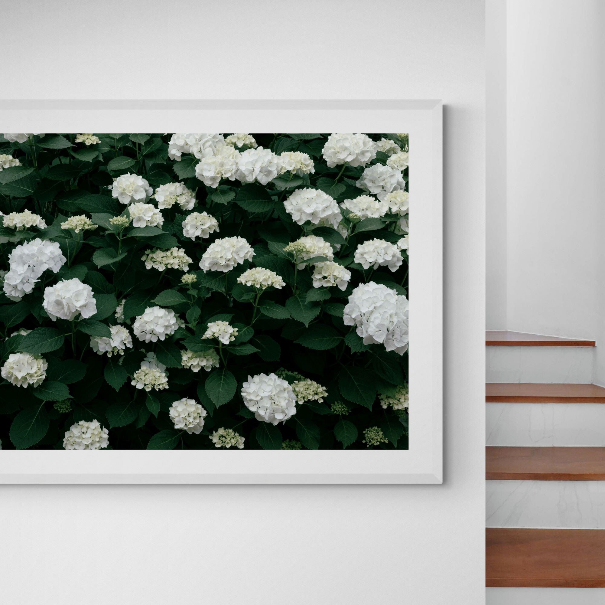 white hydrangea bush print framed on interior-feature-wall by Kirsten Clark Art