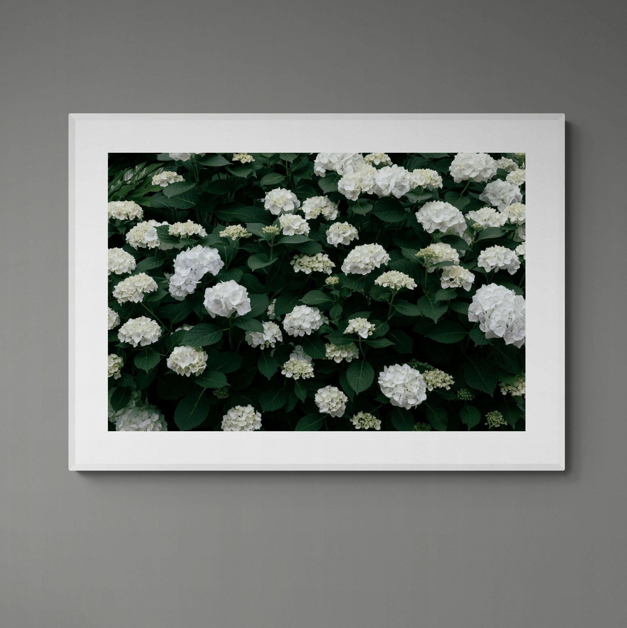 white hydrangea bush print framed on wall by Kirsten Clark Art