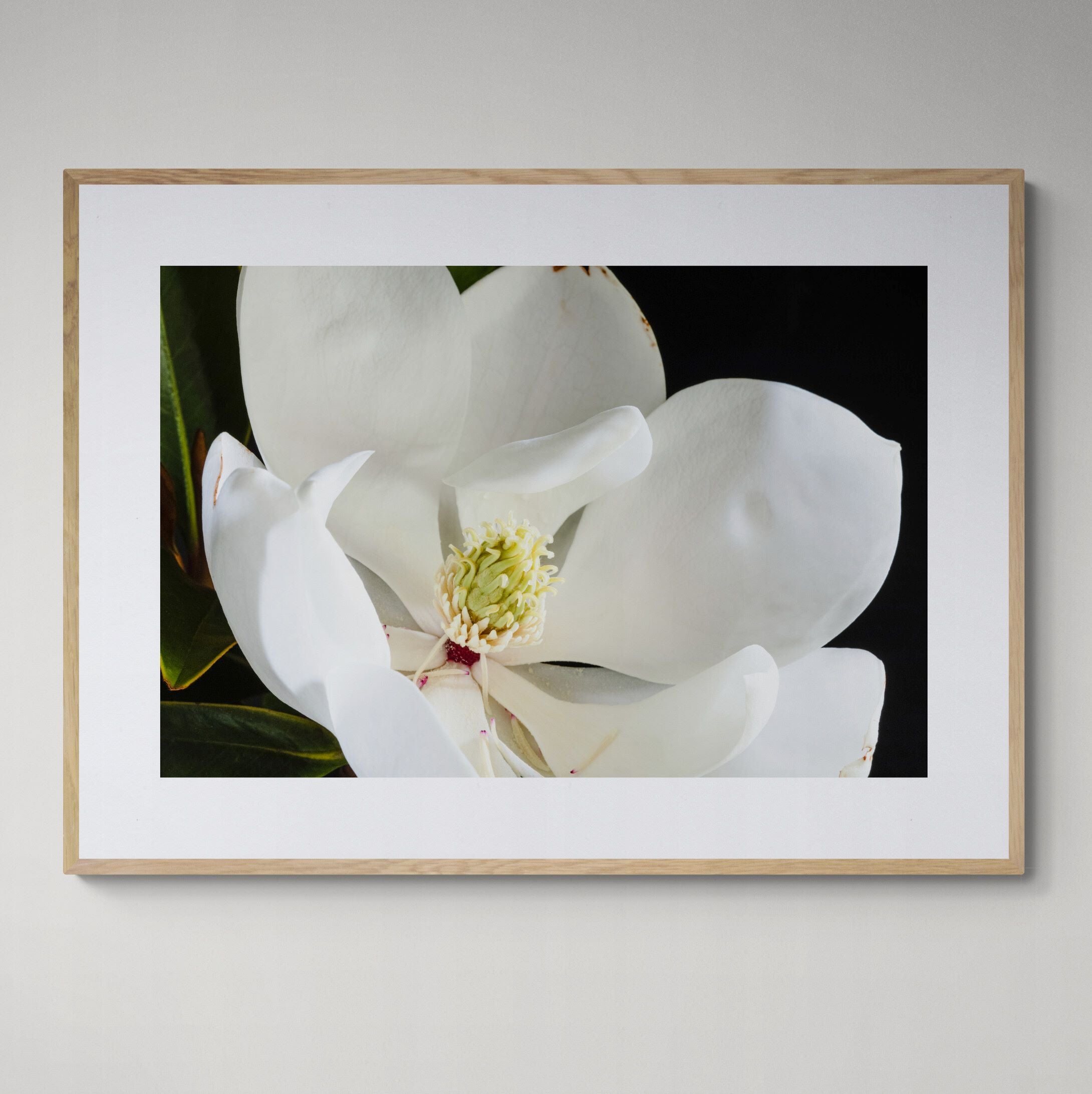 white magnolia bloom print with oak framed on wall by Kirsten Clark Art
