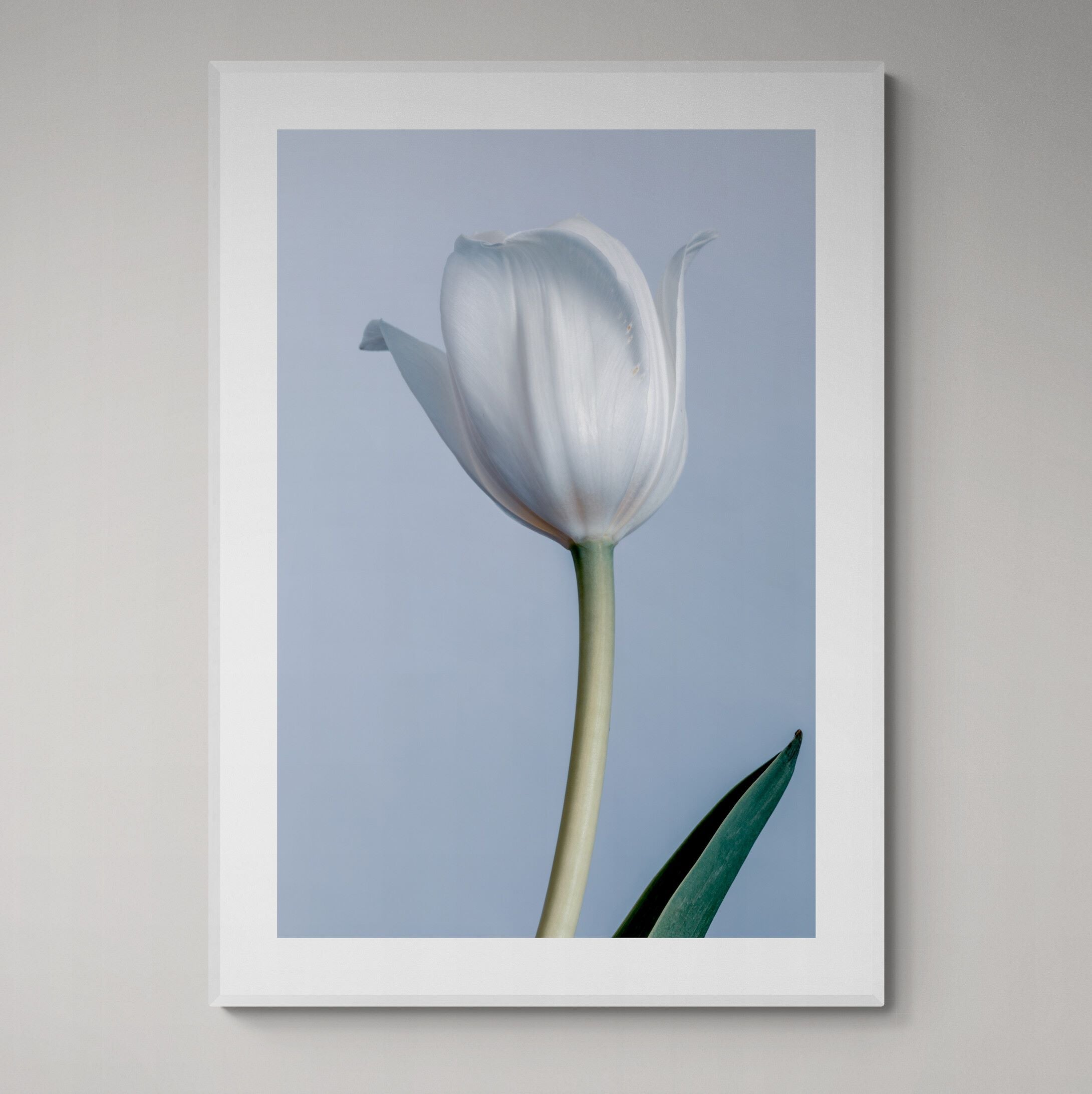White Tulip | Open Edition Print
