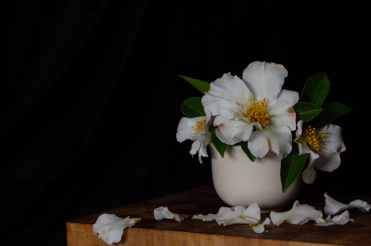 White Camellias Still Life Print by Kirsten Clark Art