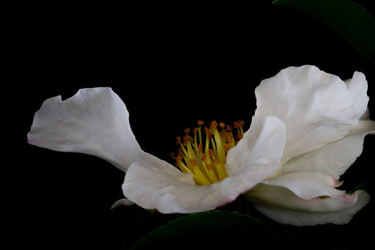 Floating White Camellia Print by Kirsten Clark Art
